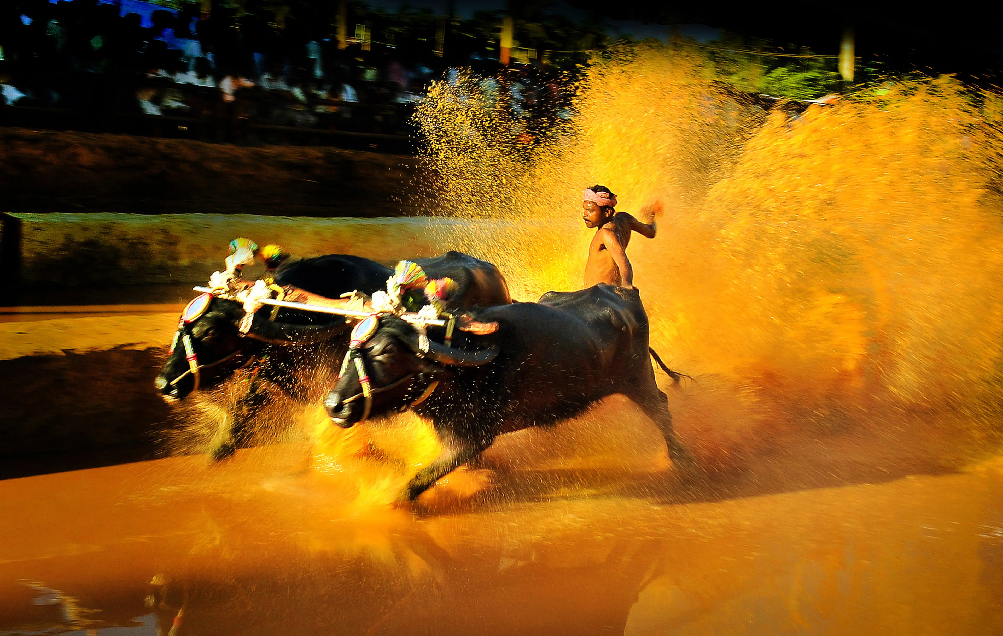 Kambala